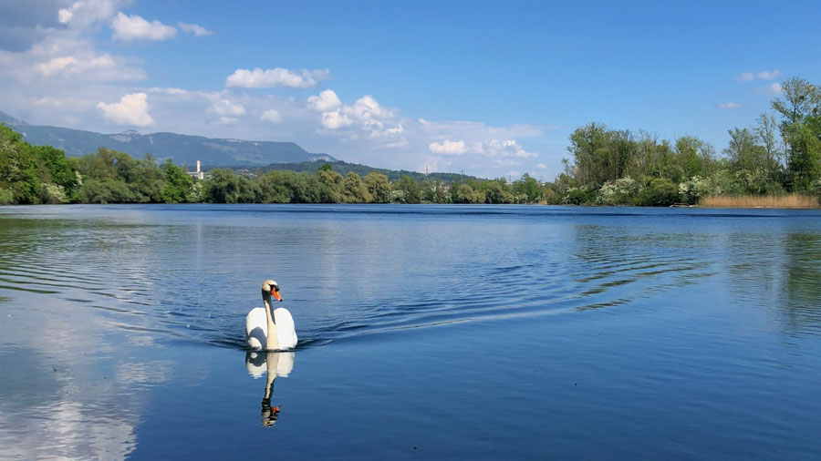 Wasser und Weiden